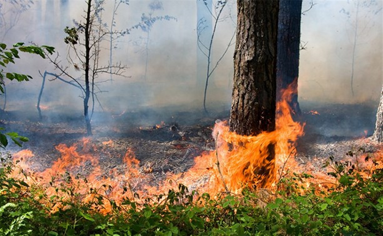 С начала сезона в Сахалинской области произошло 24 лесных пожара