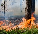 С начала сезона в Сахалинской области произошло 24 лесных пожара