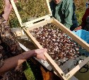 Для восстановления популяции в залив Анива выпустили 60 тысяч приморских гребешков