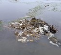 Грузовой автомобиль вывалил мусор в море у Горнозаводска