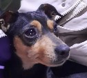 Сахалинцы спасли породистую собаку на трассе и разыскивают владельца