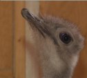 Служебное расследование смерти страуса в сахалинском зоопарке завершилось