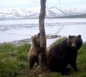 "Медвежью переписку" запечатлели фотоловушки на Курильском озере