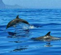 В России запретили ловить китов и дельфинов на продажу