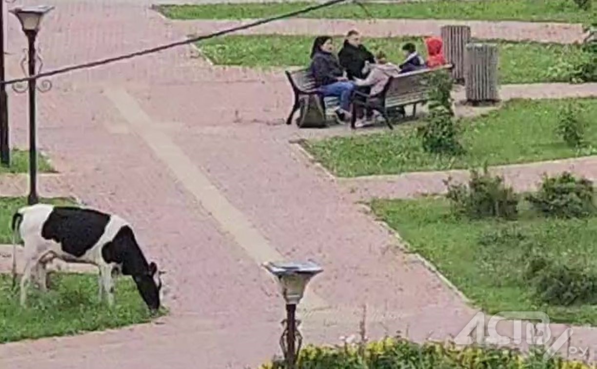 Коровы в курильском селе превратили сквер и детские площадки в пастбища