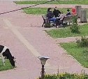 Коровы в курильском селе превратили сквер и детские площадки в пастбища