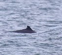 На редкость большое стадо краснокнижных морских свиней заметили у Курил