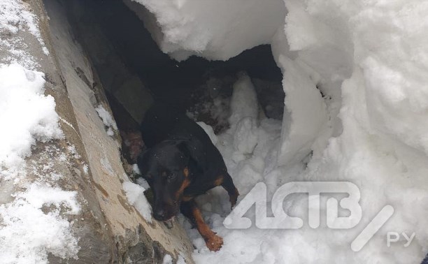 В Южно-Сахалинске спасли застрявшего под снегом бездомного пса