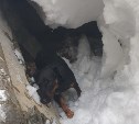 В Южно-Сахалинске спасли застрявшего под снегом бездомного пса