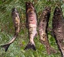 Браконьер на Сахалине добыл из кеты свыше 14 кг икры и пойдёт под суд
