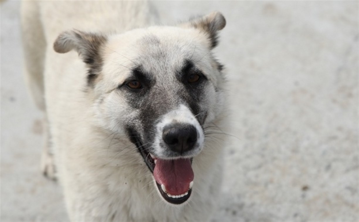 После жестокого убийства на Сахалине две собаки потеряли хозяина и вынуждены выживать 