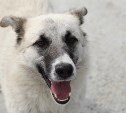 После жестокого убийства на Сахалине две собаки потеряли хозяина и вынуждены выживать 