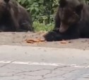 Два медвежонка на Сахалине продолжают выпрашивать еду у дороги
