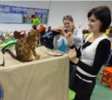Международная выставка кошек прошла в Южно-Сахалинске