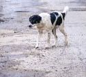 Председатель СК России поручил установить все обстоятельства нападения собак в Сахалинской области