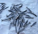 Где рыбакам-любителям можно продавать свой улов в Южно-Сахалинске: адреса