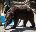Южносахалинцам разрешили дарить игрушки медведям из зоопарка