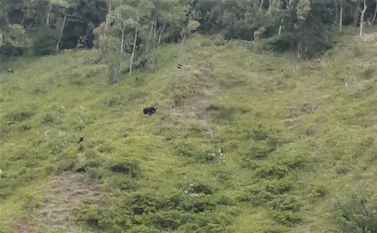 Медведи на Сахалине оккупировали речку возле школы, где купаются дети