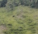 Медведи на Сахалине оккупировали речку возле школы, где купаются дети