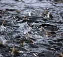 Эколог допустил появление радиоактивной рыбы у Сахалина и Камчатки из-за утечки на АЭС в Японии