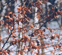 До +15°C и небольшой снег: погодный микс ждёт Сахалинскую область 12 октября 