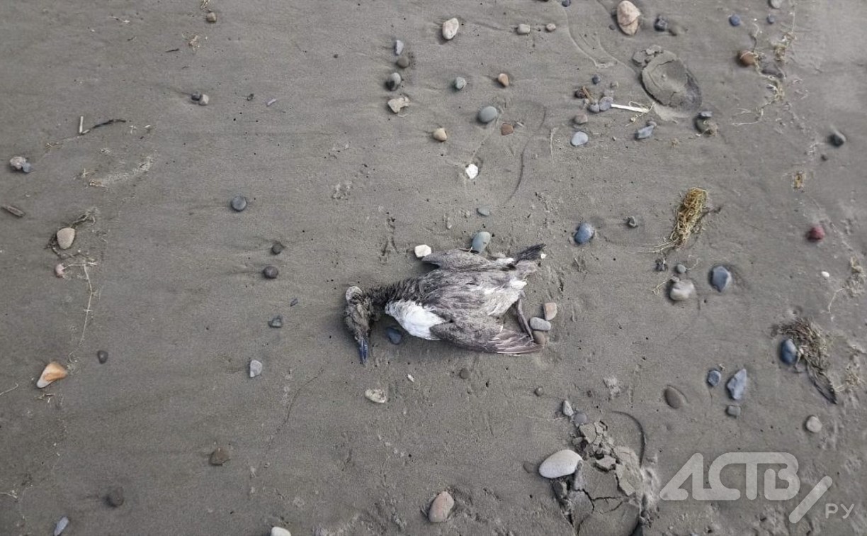 Орнитолог: найденные на сахалинском побережье мёртвые кайры могли погибнуть от птичьего гриппа