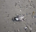 Орнитолог: найденные на сахалинском побережье мёртвые кайры могли погибнуть от птичьего гриппа