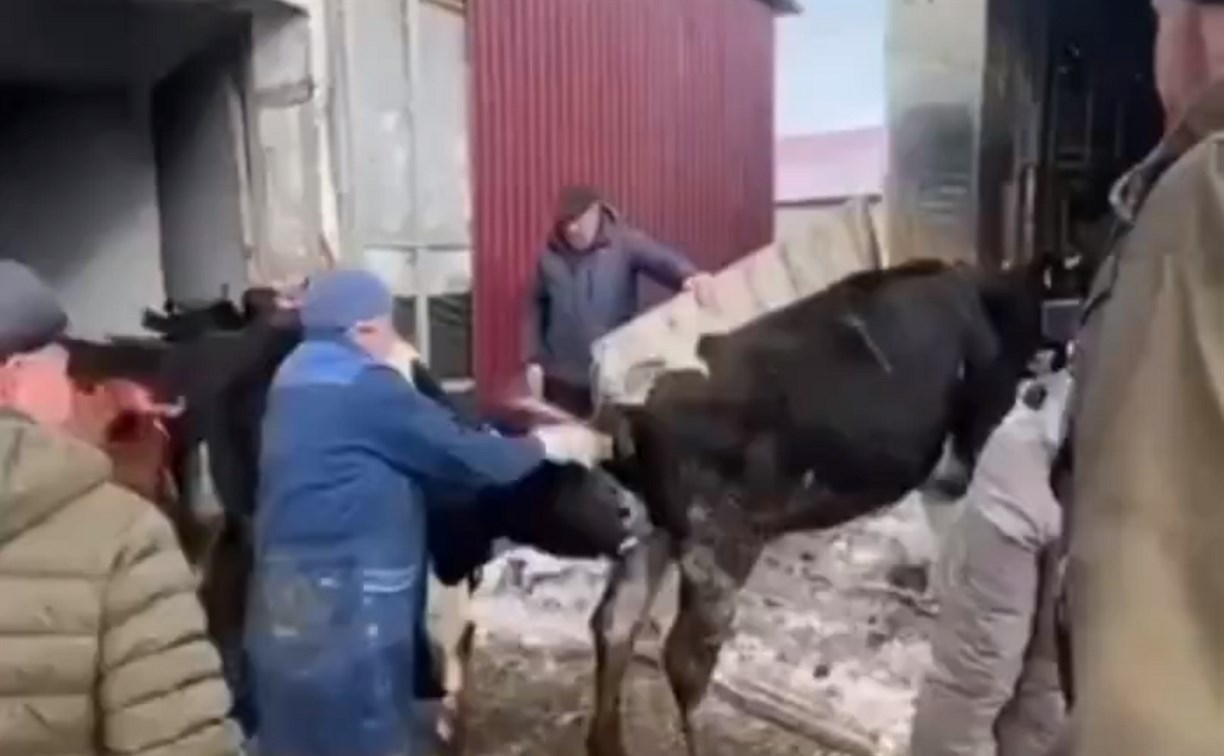 Стадо коров из совхоза в Костромском перевезли на новую ферму: видео
