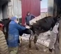 Стадо коров из совхоза в Костромском перевезли на новую ферму: видео