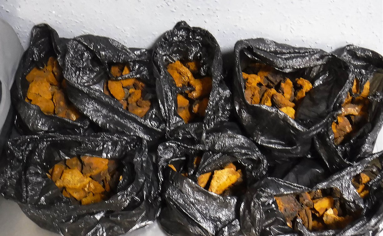 Гражданин Южной Кореи попытался вывезти с Сахалина 8 кг грибов чаги