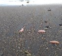 Минэкологии Сахалина утверждает, что осьминогов на курильский берег выбросил шторм, и это нормально