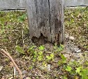 "Держится на волоске": столб с проводами в частном секторе Южно-Сахалинска грозился рухнуть