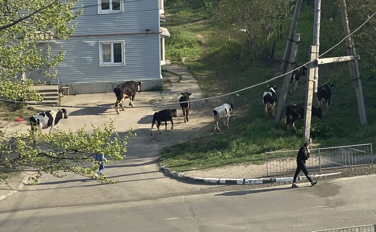 Сезон открыт: агрессивные быки и коровы вышли на улицы Охи
