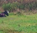 Поезд сбил мула в районе Ново-Александровска