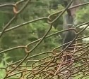 Медведь на Сахалине увидел военнослужащего и ретировался