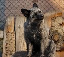Нечеловеческие имена дадут новым лисичкам, прибывшим в сахалинский зоопарк с Камчатки
