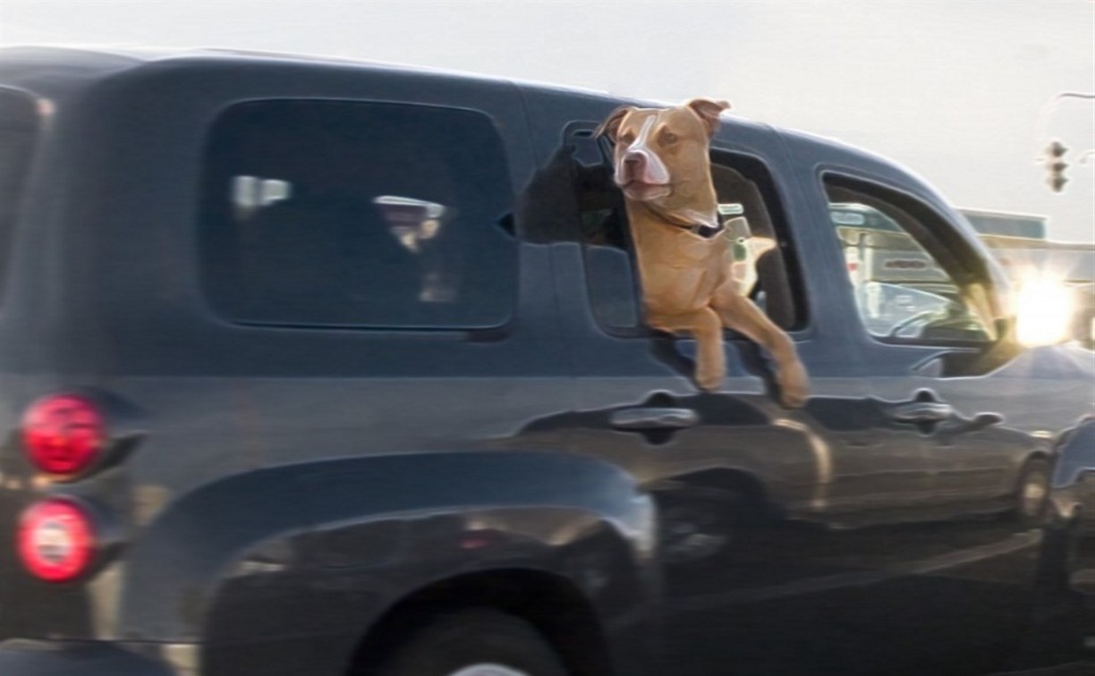 Больше никаких собак в окнах авто: депутат предложил изменить правила перевозки животных