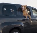 Больше никаких собак в окнах авто: депутат предложил изменить правила перевозки животных