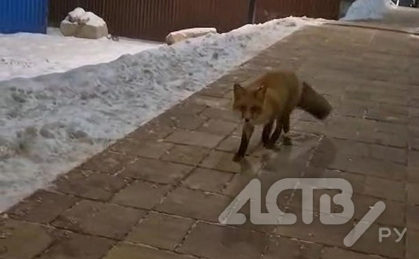 Поселившаяся в Южно-Сахалинске лиса продолжает путешествовать по дворам