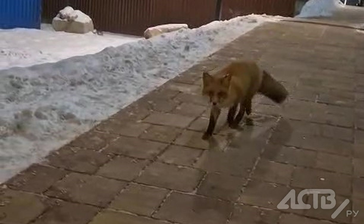 Поселившаяся в Южно-Сахалинске лиса продолжает путешествовать по дворам