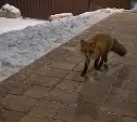 Поселившаяся в Южно-Сахалинске лиса продолжает путешествовать по дворам