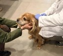 Собак и кошек бесплатно зарегистрируют у ТЦ "Кредо" в Южно-Сахалинске