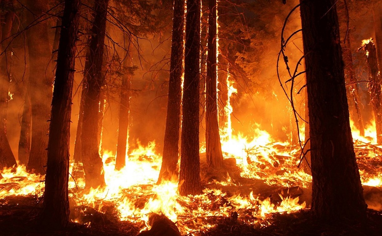 Лесной пожар в Охинском районе тушат 60 человек