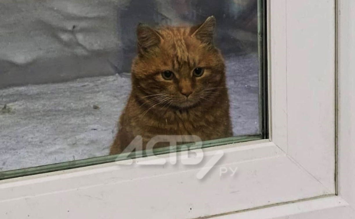 Снимок грустного котика, заглядывающего в окно дома на Сахалине, завирусился в сети