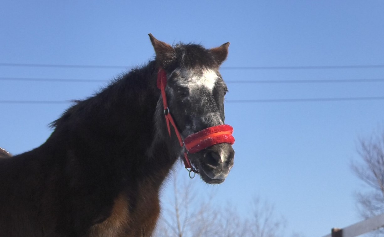 Сахалинская лошадь-долгожительница завела Instagram 