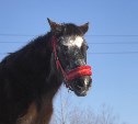 Сахалинская лошадь-долгожительница завела Instagram 