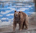 "Вниз ползёт": медведь вышел к жилому дому на Сахалине