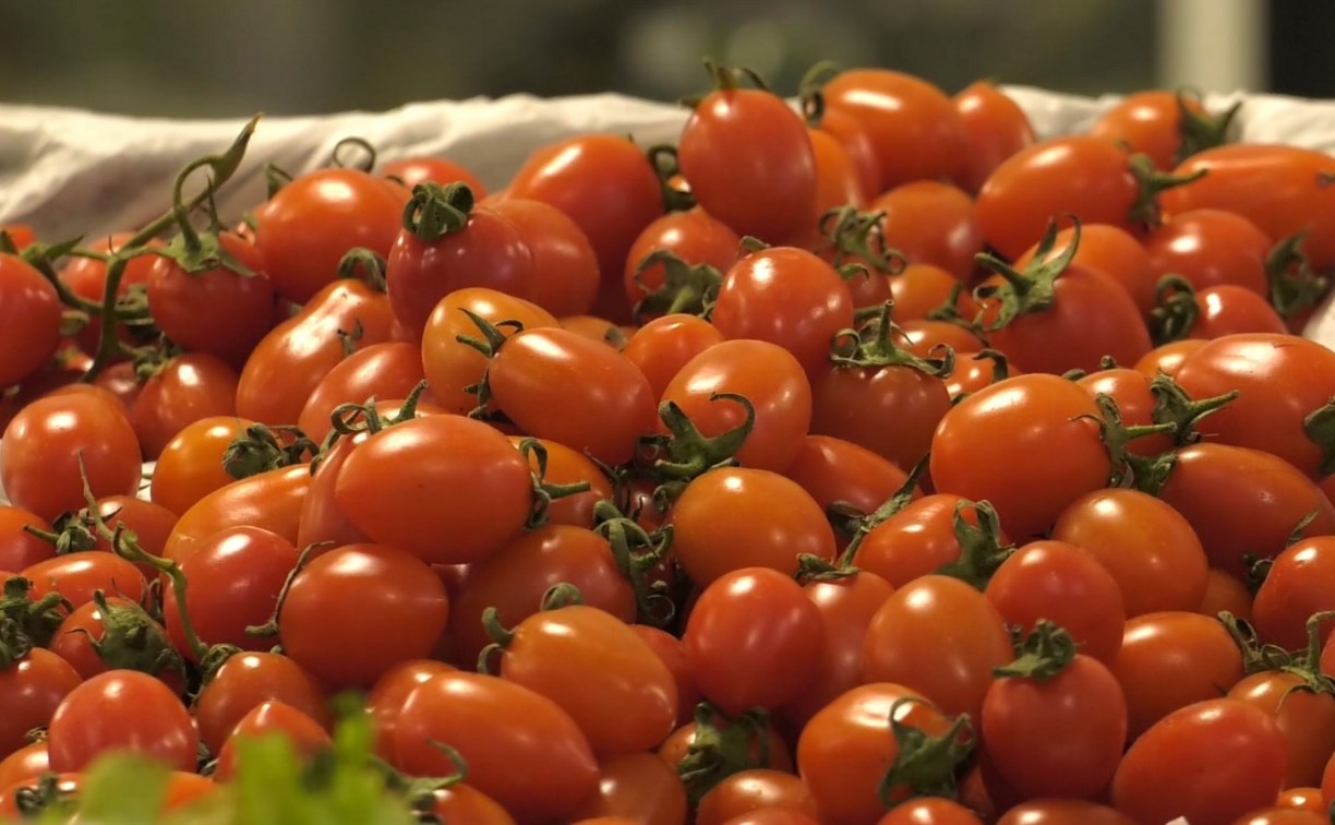 "В чем фокус" цен на помидоры на Сахалине, узнал губернатор