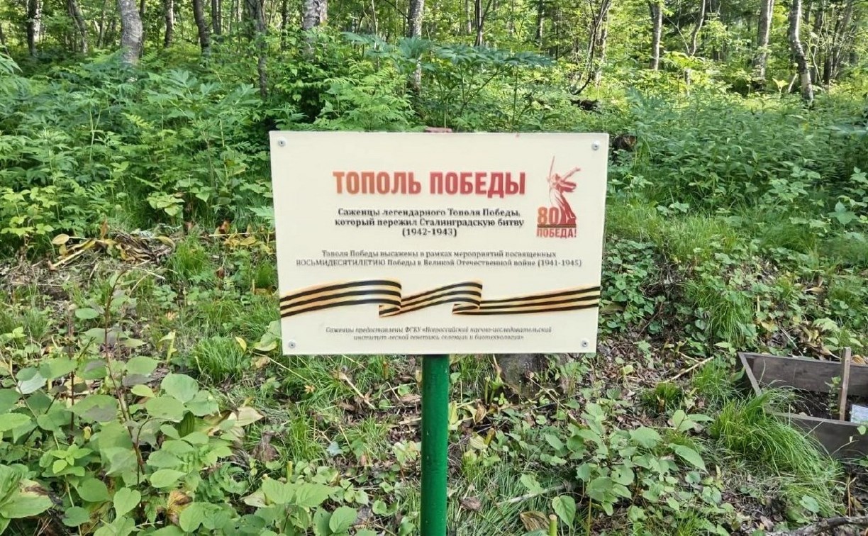 На Сахалине проверили, как перезимовали сталинградские "Тополя Победы"