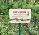 На Сахалине проверили, как перезимовали сталинградские "Тополя Победы"
